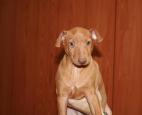 Cirneco Photo